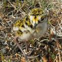 plover chick.